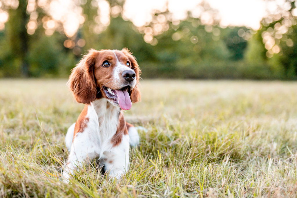 A pet friendly community