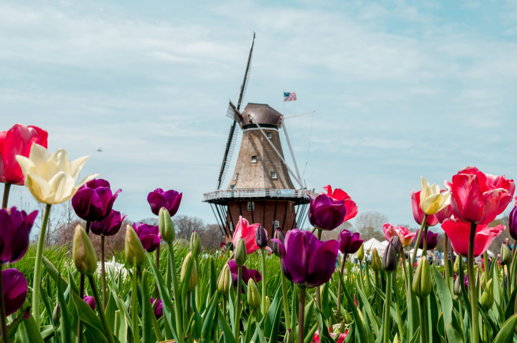 Michigan tulips